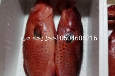 main_image_1651193947.jpg